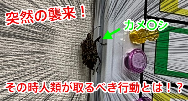 カメムシをノーリスクで退治する方法