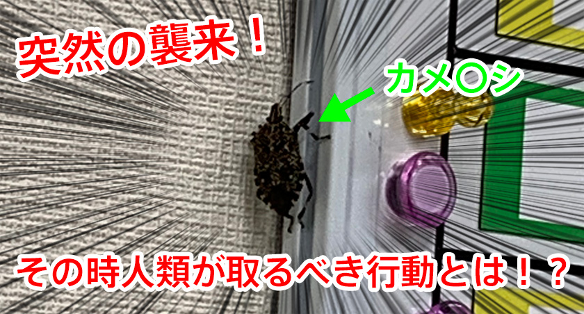 カメムシをノーリスクで退治する方法