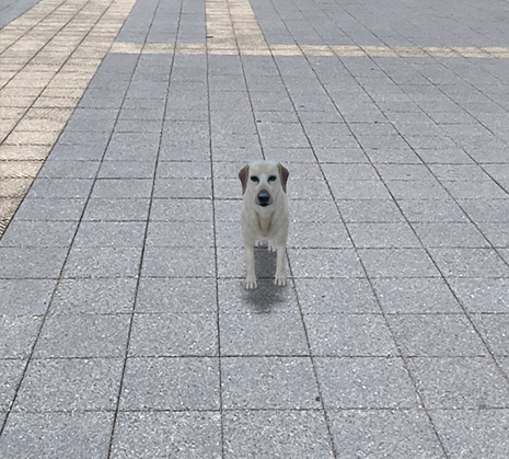 Google検索AR動物「犬」